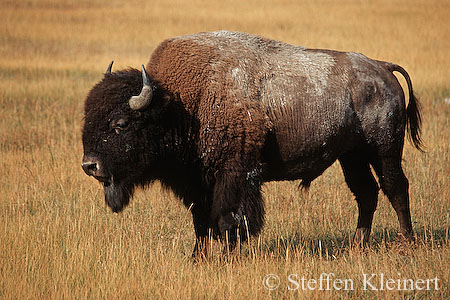 002 Amerikanischer Bison - Buffalo
